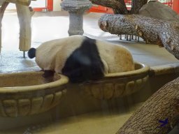 Tiergarten Schönbrunn am 03.10.2025